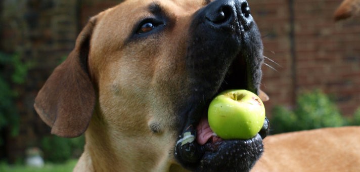 BOERBOEL