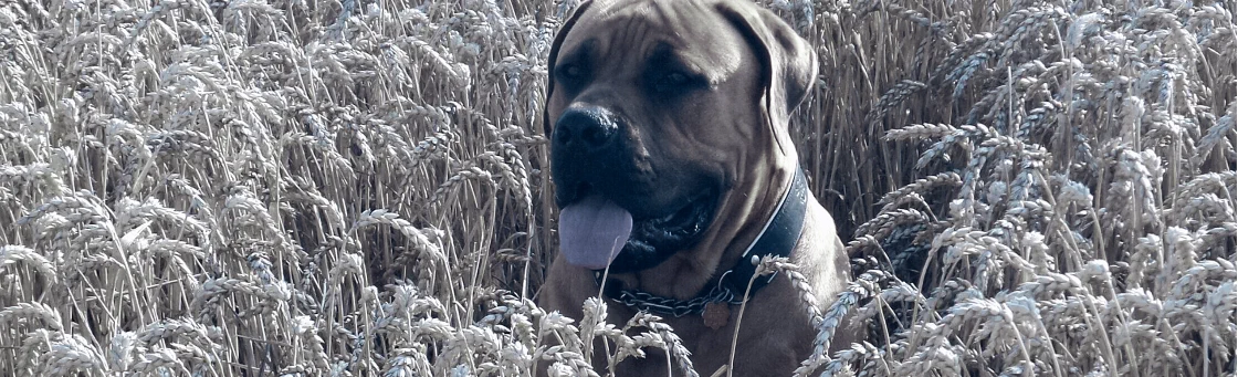 Boerboel Bongo