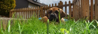 Boerboel