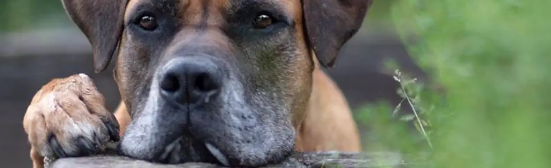 Boerboel Bongo