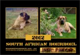 Bodyguard und Wächter Eine der schönsten Hunderassen aus Südafrika mit allen Eigenschaften eines excellenten Wachhundes ist der South African Boerboel.  Als die ersten weißen Siedler im 17. Jahrhundert nach Südafrika kamen, brachten sie große kräftige Hunde zu ihrem Schutz mit.  Im Laufe der Zeit wurden sie mit kräftigen Hunden der Einheimischen verpaart, um die Schutzfunktionen zu verbessern. 1983 wurden die ersten 75 Boerboels selektiert und die Rassevereinigung  „South Afrikan Boerboel Telersvereniging“ (SABT) gegründet. Bis heute ist der Boerboel nicht FCI anerkannt.                Aufgrund seiner Geschichte ist der Boerboel ein excellenter Schutzhund mit einem ausgeprägten Territorialverhalten. Daher  sollte ein Boerboel sein Leben mit dieser Aufgabe verbringen dürfen, dass heißt ein Grundstück zu bewachen haben. Für die Haltung in der dichtbesiedelten Stadt ist der BB eher nicht geeignet.   Ein Boerboel ist ein loyaler und verlässlicher Freund auf Lebenszeit, wenn er gut behandelt wird.