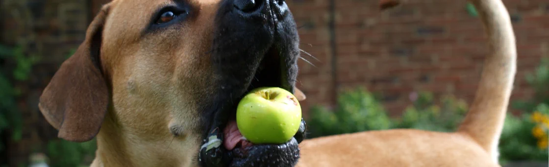 Boerboel Gesundheit