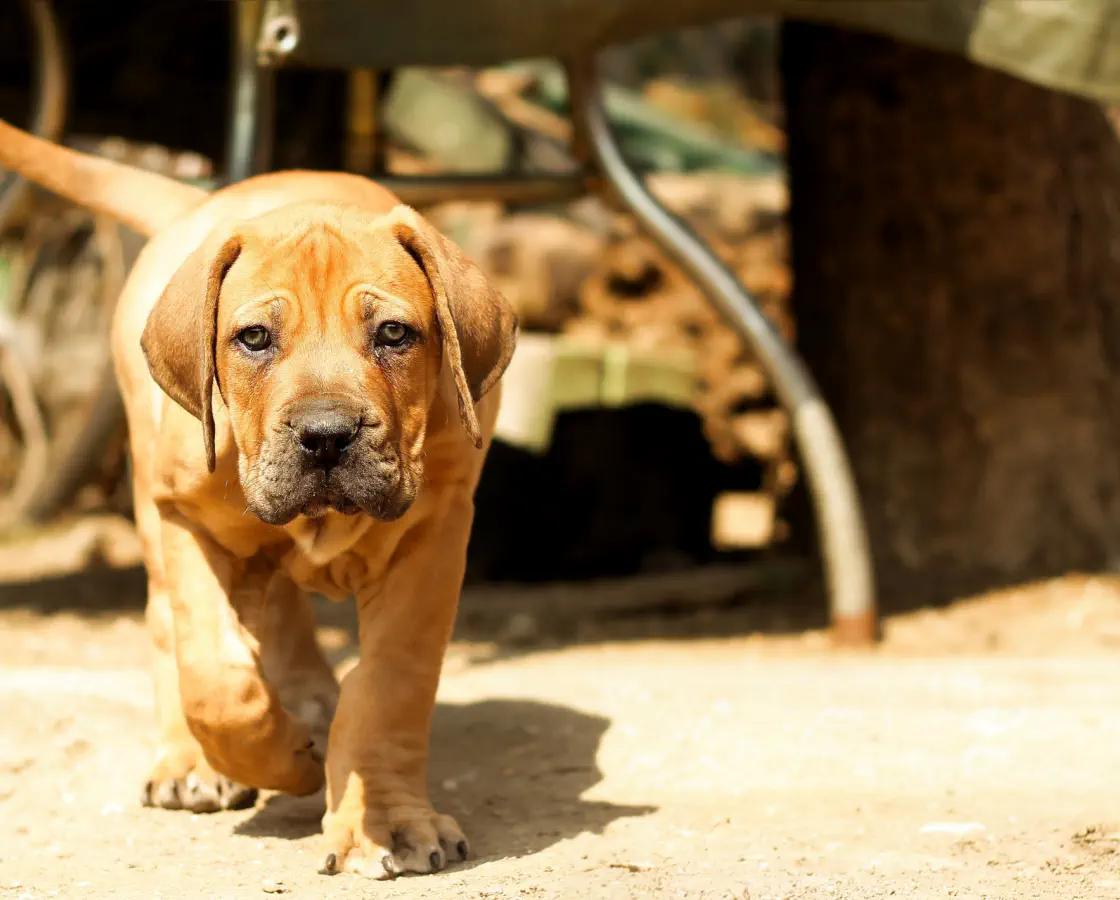 Boerboel Welpe findet Ruhe